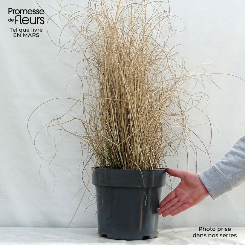 Miscanthus sinensis Morning Light Maceta 7,5L/10L Ejemplar entregado en la primavera