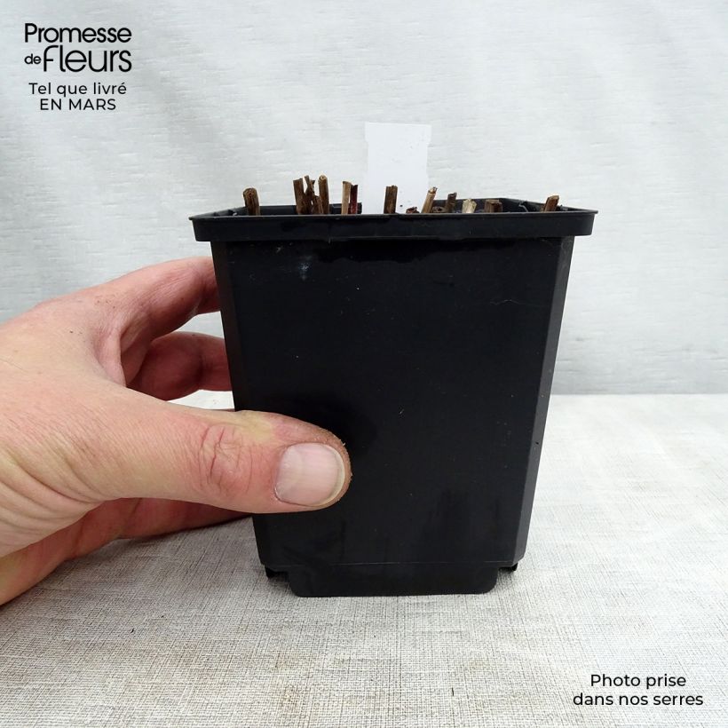 Miscanthus sinensis Nippon Maceta de 8/9 cm Ejemplar entregado en la primavera