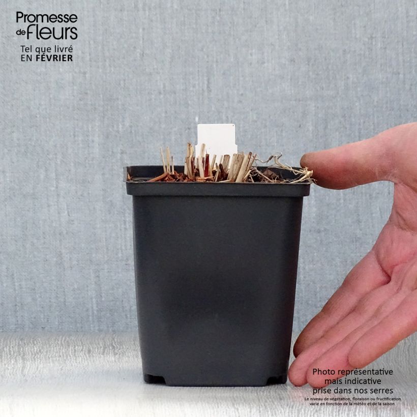 Miscanthus sinensis Purple Fall Maceta de 8/9 cm Ejemplar entregado en invierno