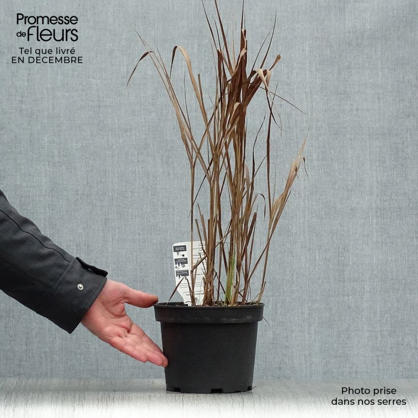 Miscanthus sinensis Purpurascens Maceta 2L/3L Ejemplar entregado en invierno
