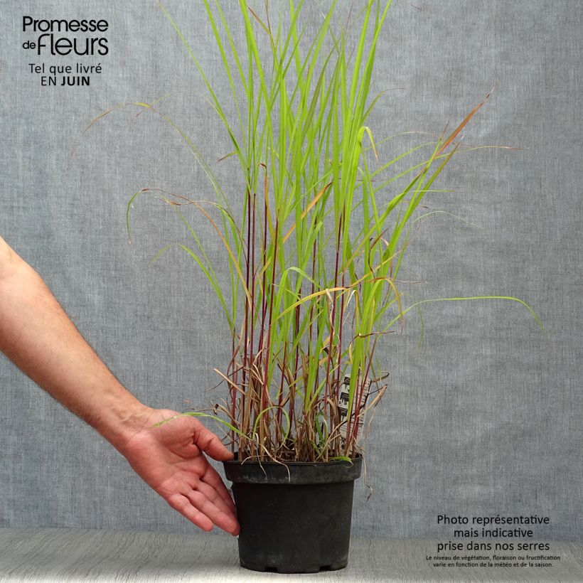 Ejemplar de Miscanthus sinensis Purpurascens Maceta 2L/3L entregado en verano