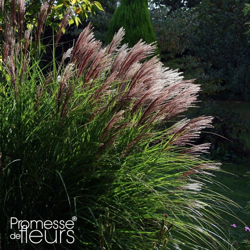 Miscanthus sinensis Red Chief (Porte)