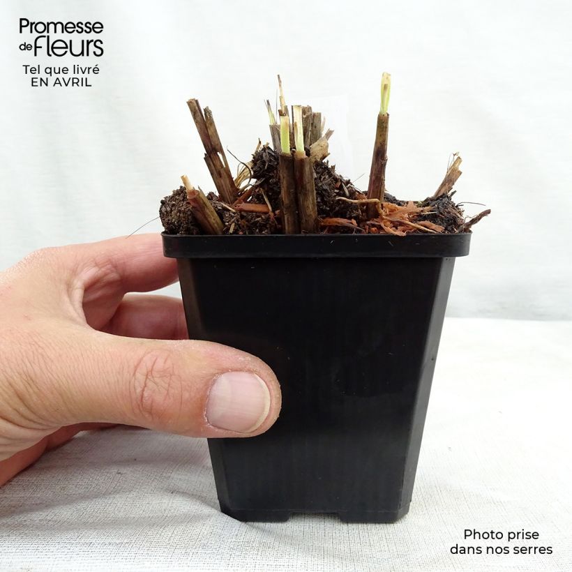 Miscanthus sinensis Red Chief Maceta de 8/9 cm Ejemplar entregado en la primavera