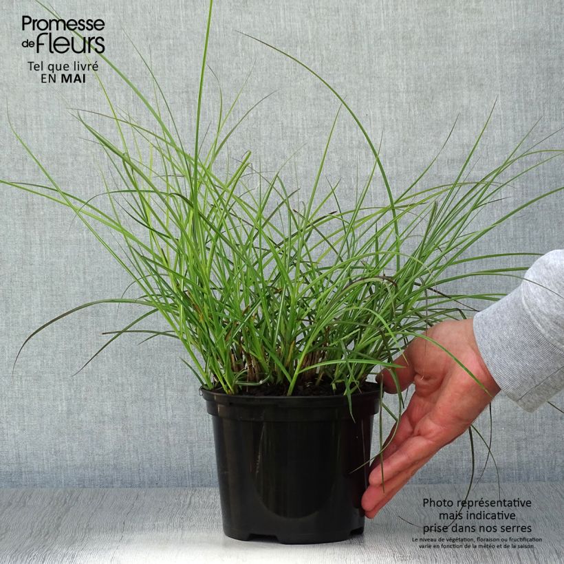 Miscanthus sinensis Red Chief Maceta 1,5L/2L Ejemplar entregado en la primavera