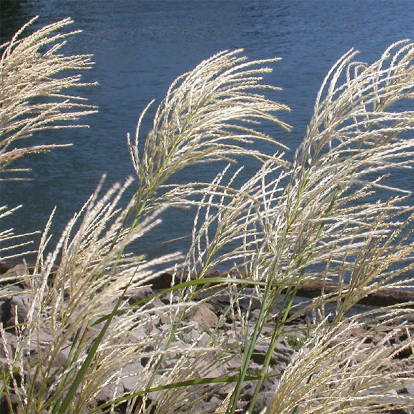 Miscanthus sinensis Roland (Floración)