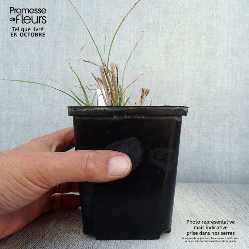 Ejemplar de Miscanthus sinensis Rotsilber Maceta de 8/9 cm entregado en otoño