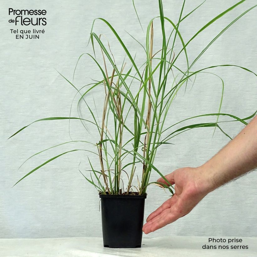 Ejemplar de Miscanthus sinensis Rotsilber Maceta de 8/9 cm entregado en verano