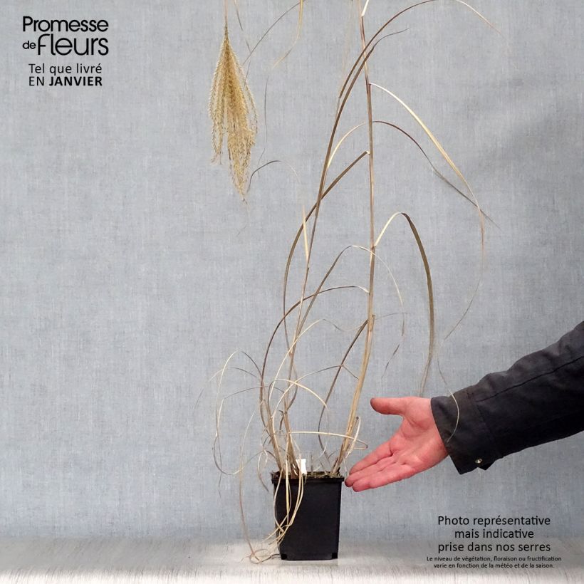 Miscanthus sinensis Rotsilber Maceta de 8/9 cm Ejemplar entregado en invierno