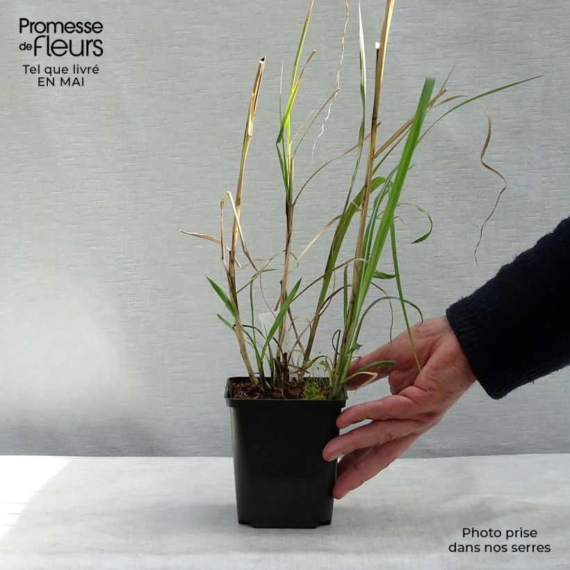 Miscanthus sinensis Rotsilber Maceta de 8/9 cm Ejemplar entregado en la primavera