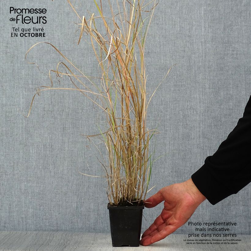 Ejemplar de Miscanthus sinensis Silberspinne Maceta de 8/9 cm entregado en otoño