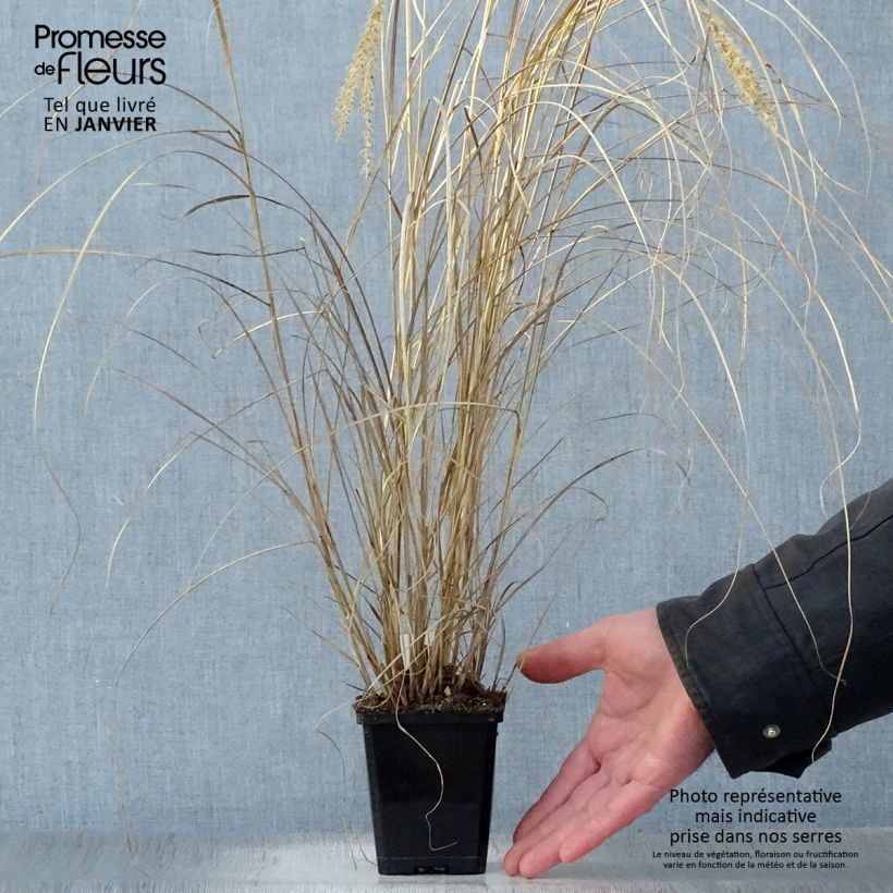 Miscanthus sinensis Silberspinne Maceta de 8/9 cm Ejemplar entregado en invierno