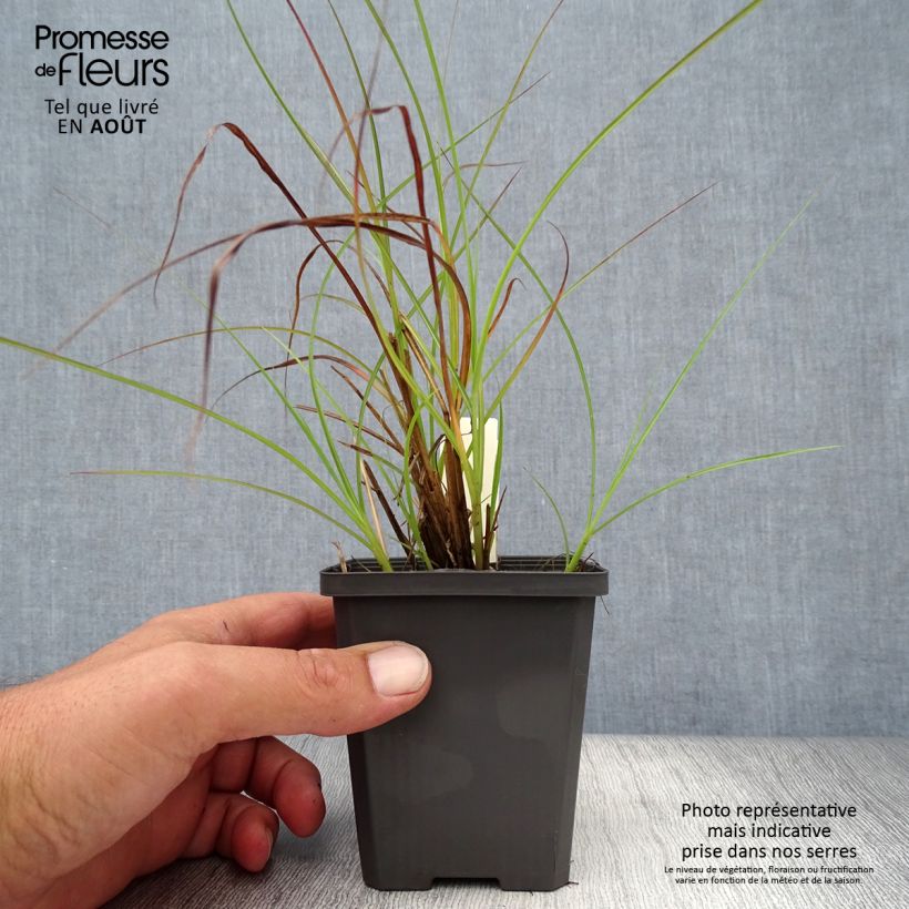 Ejemplar de Miscanthus sinensis Sirene Maceta de 8/9 cm entregado en verano