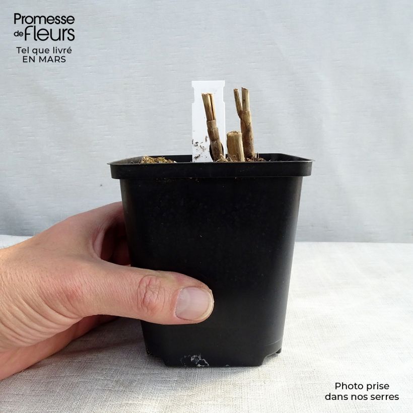 Miscanthus sinensis Sirene Maceta de 8/9 cm Ejemplar entregado en invierno