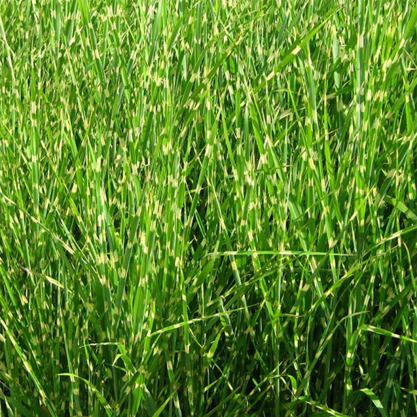 Miscanthus sinensis Strictus (Porte)