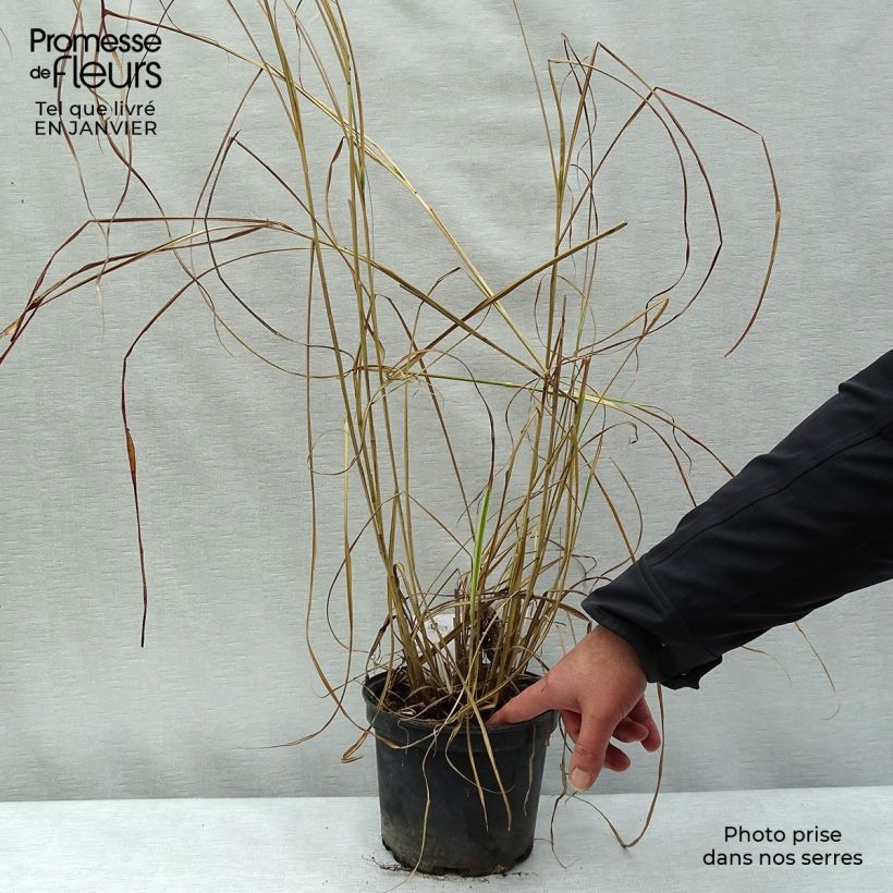 Miscanthus sinensis Variegatus Maceta 2L/3L Ejemplar entregado en invierno