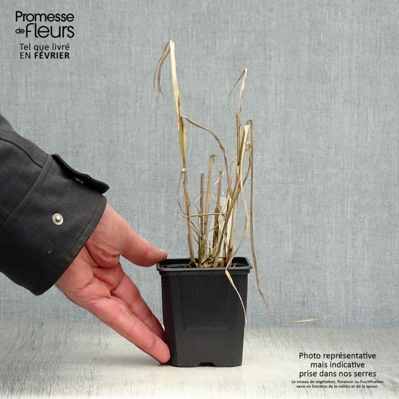 Miscanthus sinensis Variegatus Maceta de 8/9 cm Ejemplar entregado en invierno