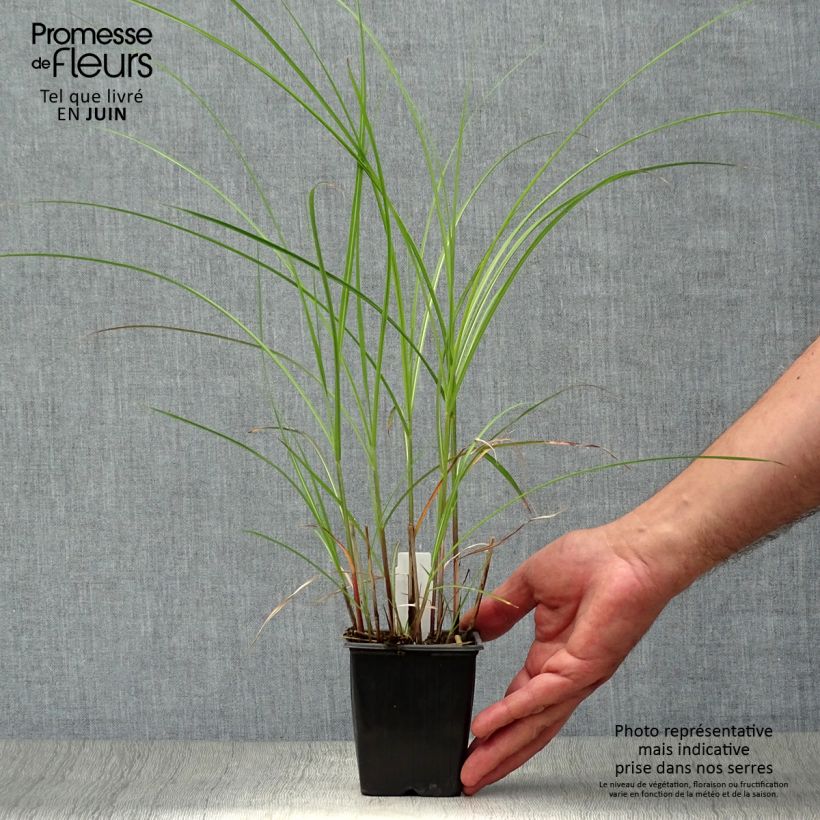 Ejemplar de Miscanthus sinensis Yaku-Jima Maceta de 8/9 cm entregado en verano