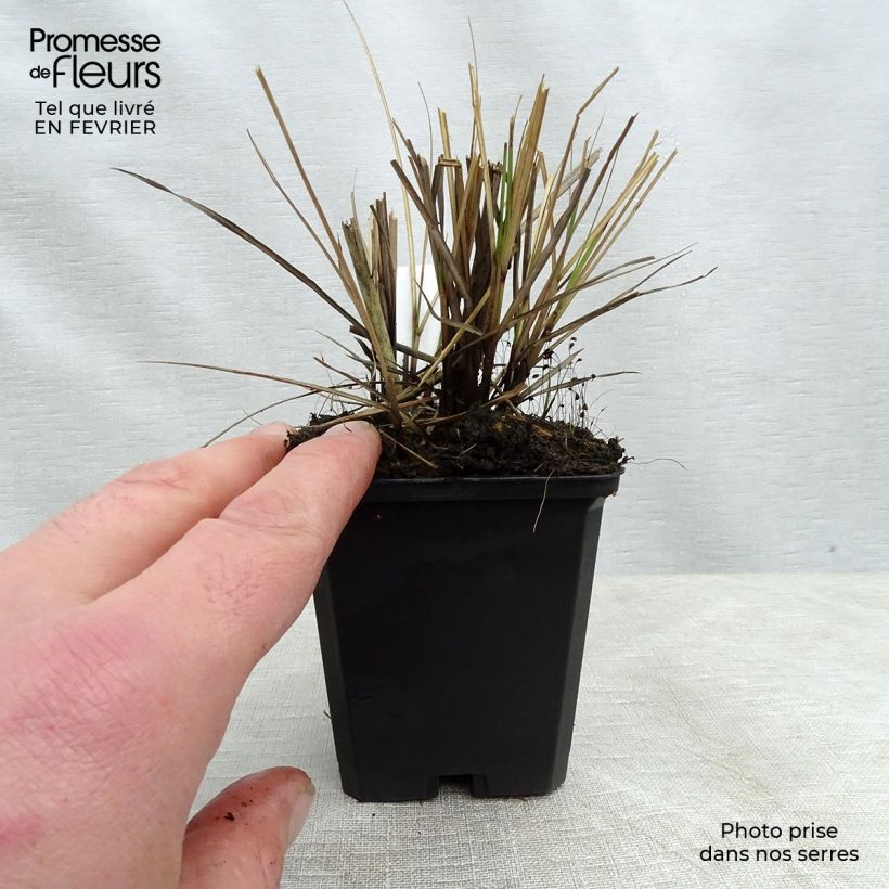 Miscanthus sinensis Yaku-Jima Maceta de 8/9 cm Ejemplar entregado en invierno