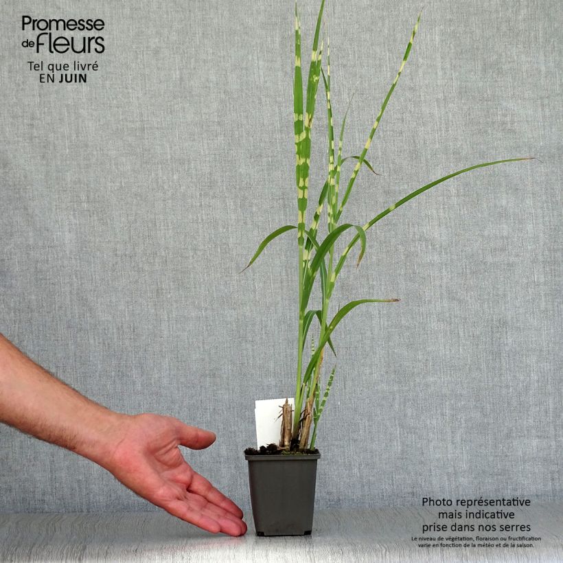Ejemplar de Miscanthus sinensis Zebrinus Maceta de 8/9 cm entregado en verano