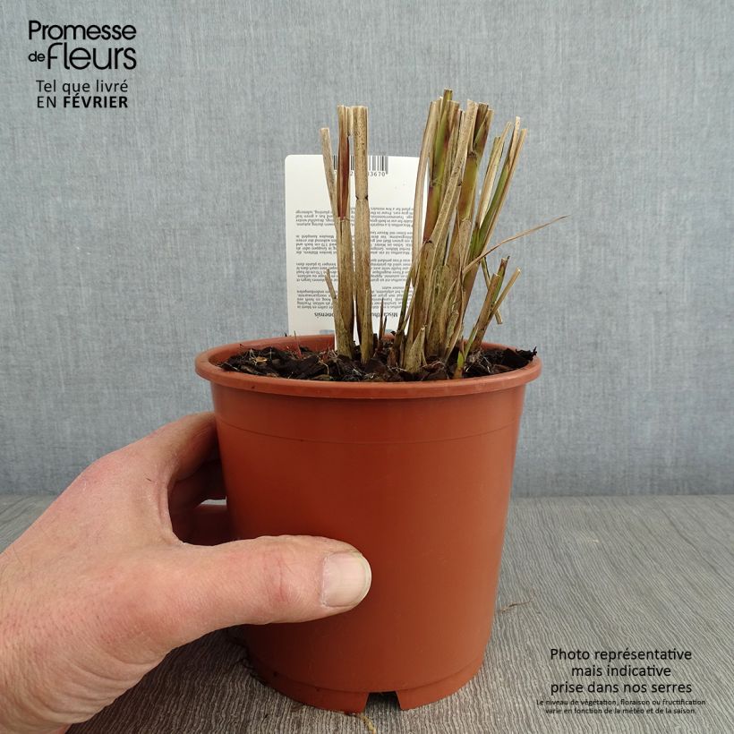 Miscanthus transmorrisonensis Maceta 1L/1,5L Ejemplar entregado en invierno