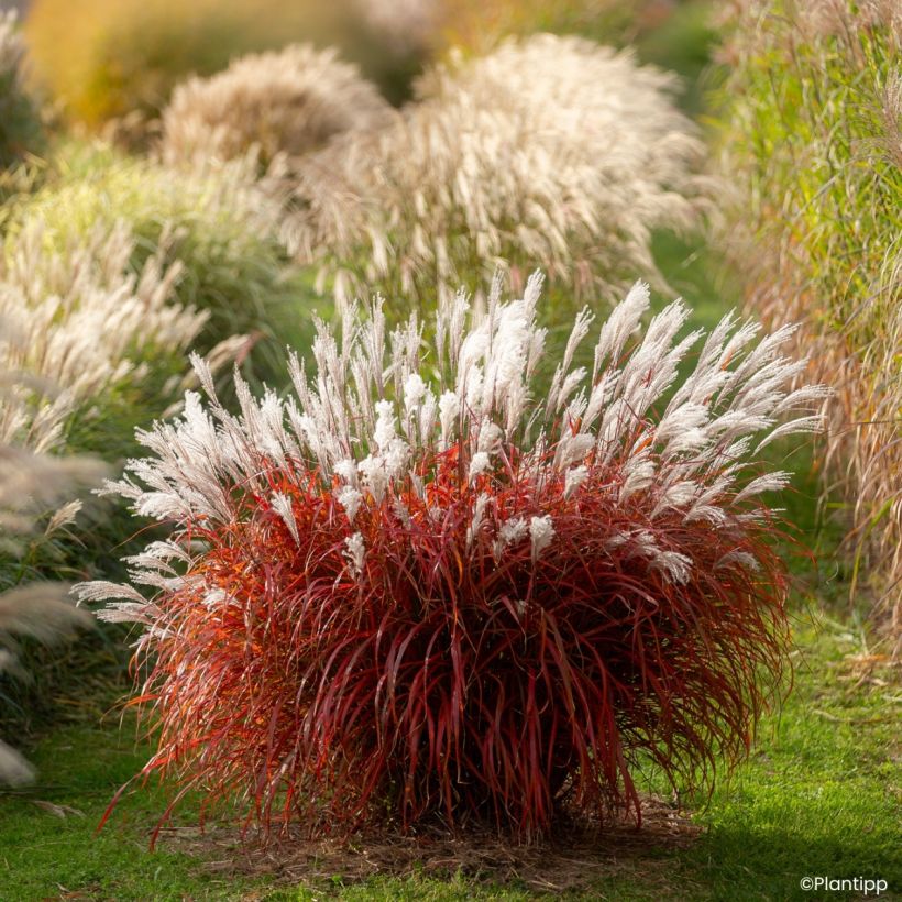Miscanthus Lady in Red - Eulalia (Porte)