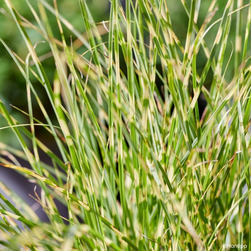 Miscanthus sinensis Little Tiger - Eulalia (Follaje)