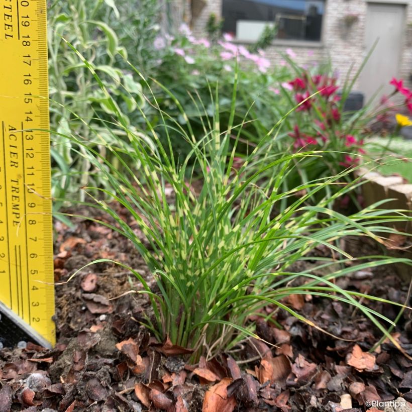 Miscanthus sinensis Little Tiger - Eulalia (Porte)