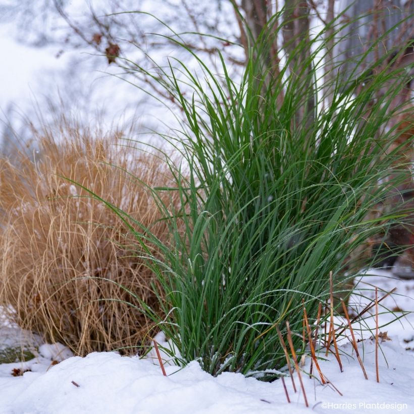 Miscanthus Miscanvert - Eulalia (Follaje)