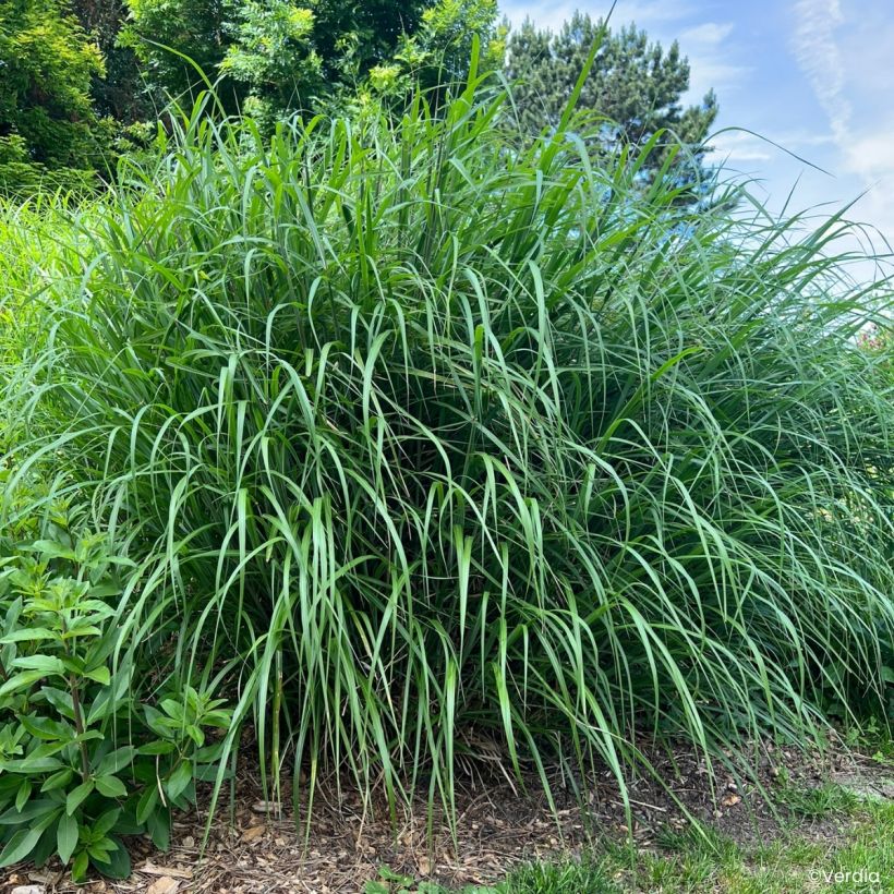 Miscanthus Miscanvert - Eulalia (Porte)
