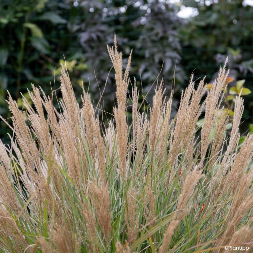 Miscanthus sinensis Missmini - Eulalia (Floración)