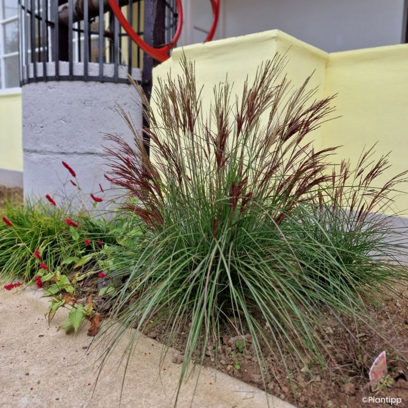 Miscanthus sinensis Missmini - Eulalia (Porte)