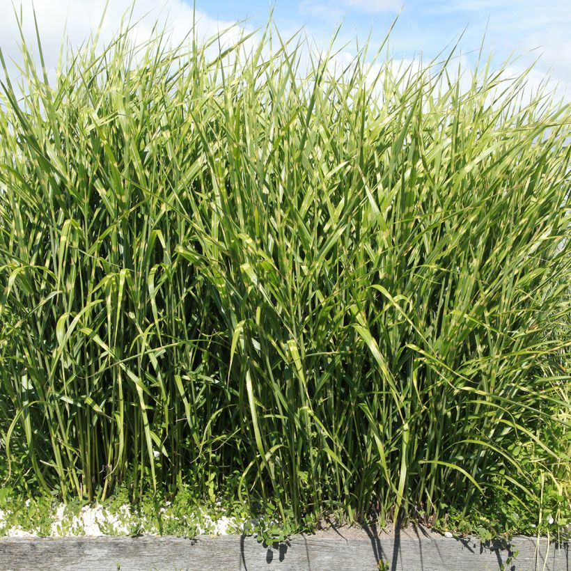 Miscanthus sinensis Giraffe - Eulalia (Porte)