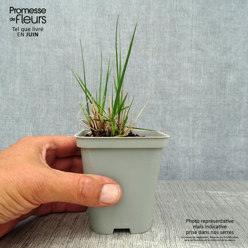 Ejemplar de Molinia caerulea Edith Dudszus - Boja Maceta de 8/9 cm entregado en verano