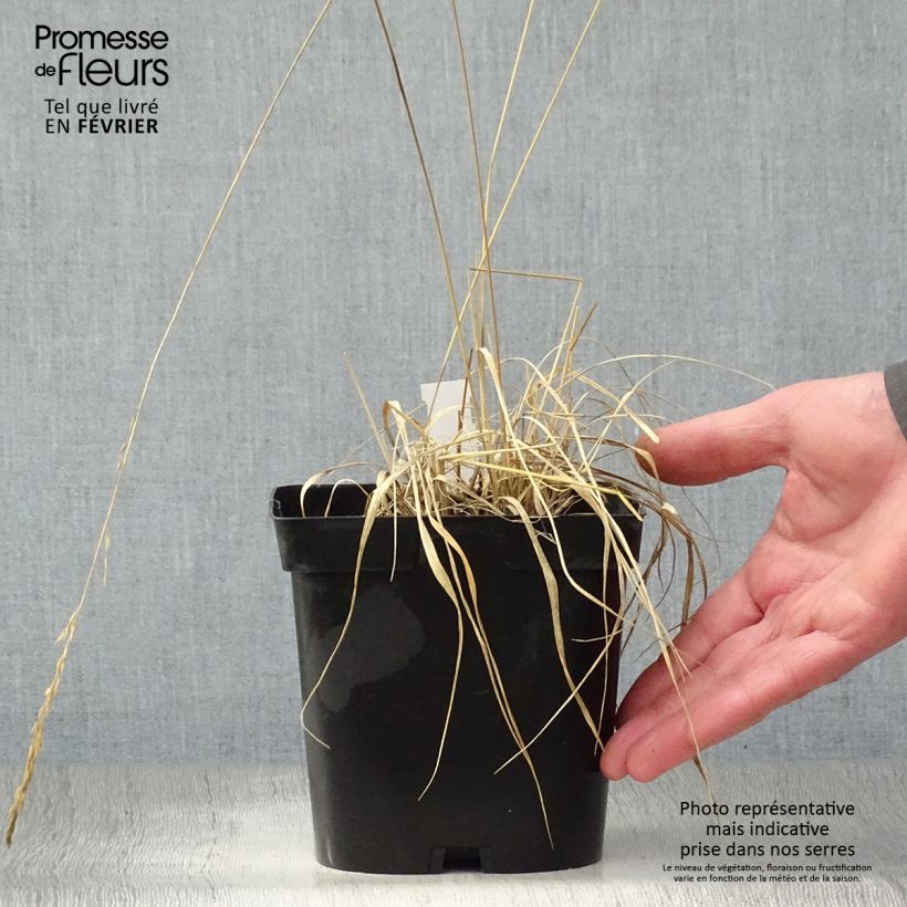 Molinia caerulea Edith Dudszus - Boja Maceta 2L/3L Ejemplar entregado en invierno
