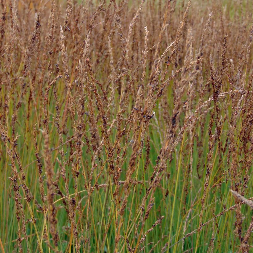 Molinia caerulea Moorhexe - Boja (Floración)
