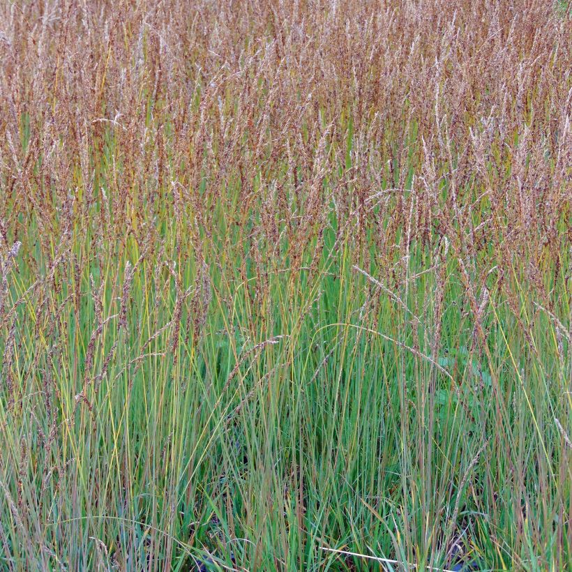 Molinia caerulea Moorhexe - Boja (Porte)