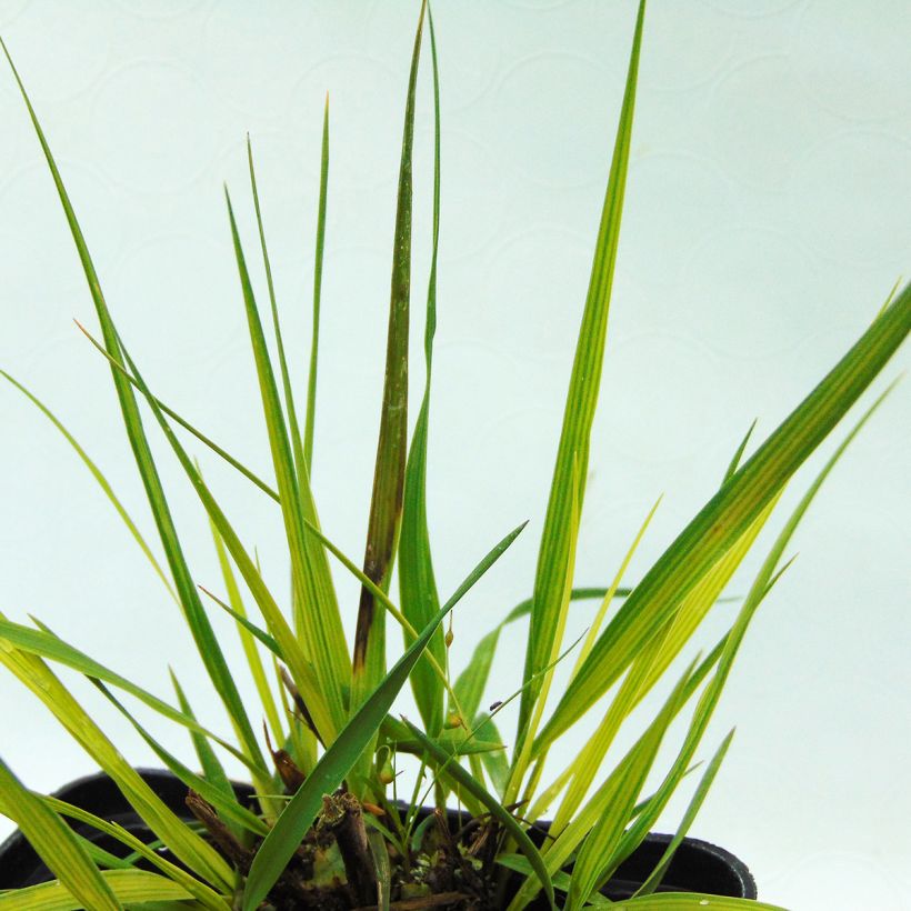 Molinia caerulea Moorhexe - Boja (Follaje)