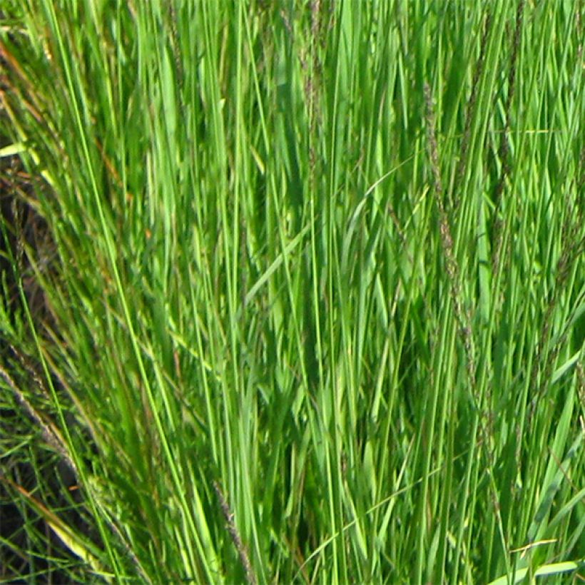 Molinia Fontäne - Boja (Follaje)