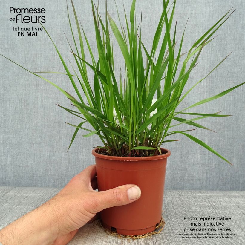 Molinia Fontäne - Boja Maceta 1L/1,5L Ejemplar entregado en la primavera