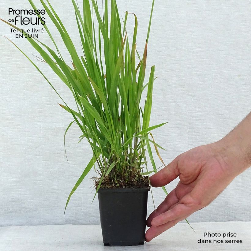Ejemplar de Molinia Transparent - Boja Maceta de 8/9 cm entregado en verano
