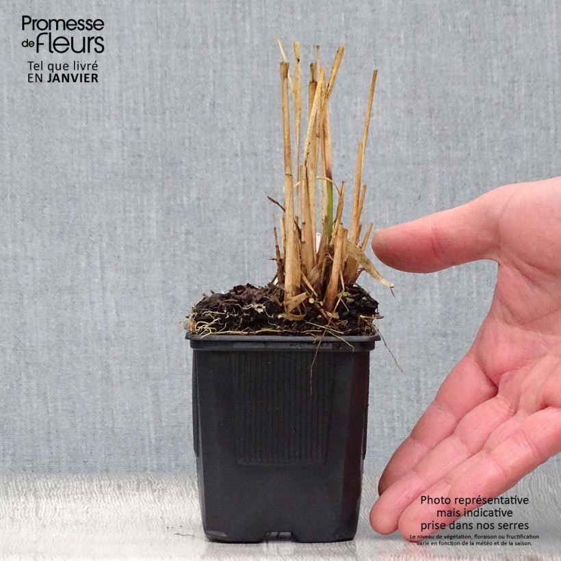 Molinia Transparent - Boja Maceta de 8/9 cm Ejemplar entregado en invierno