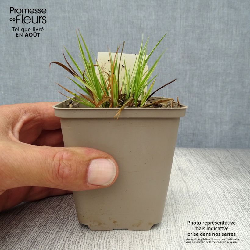 Ejemplar de Molinia Variegata - Boja Maceta de 8/9 cm entregado en verano
