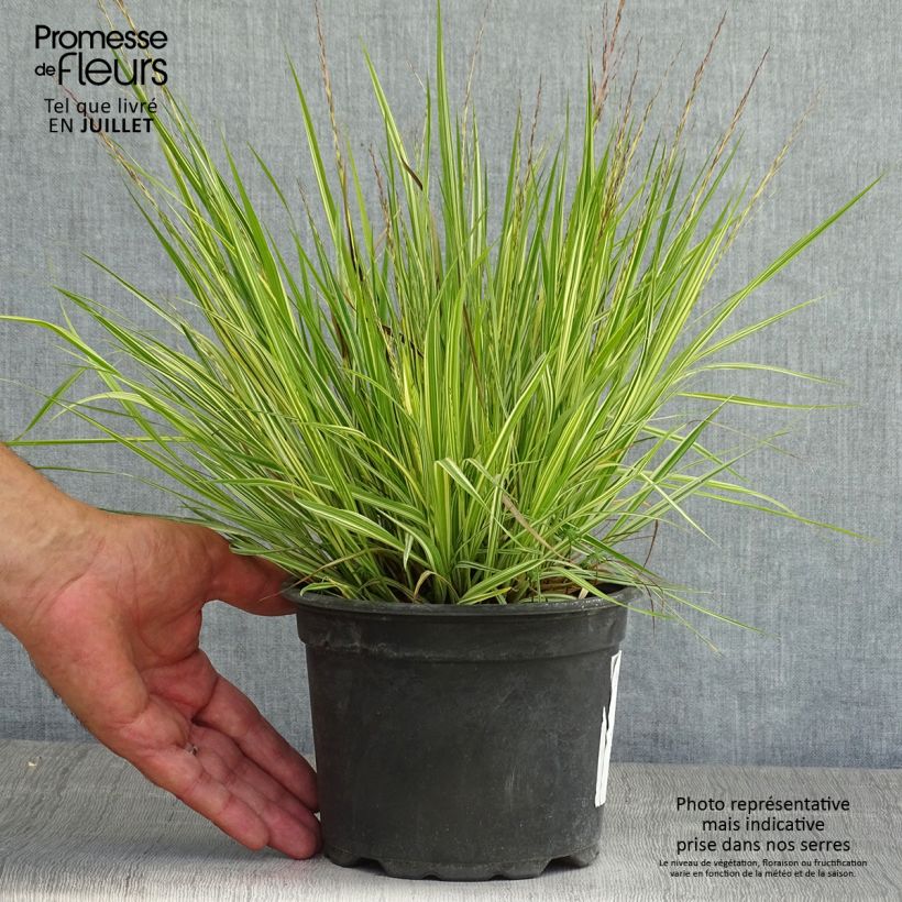 Ejemplar de Molinia Variegata - Boja Maceta 2L/3L entregado en verano