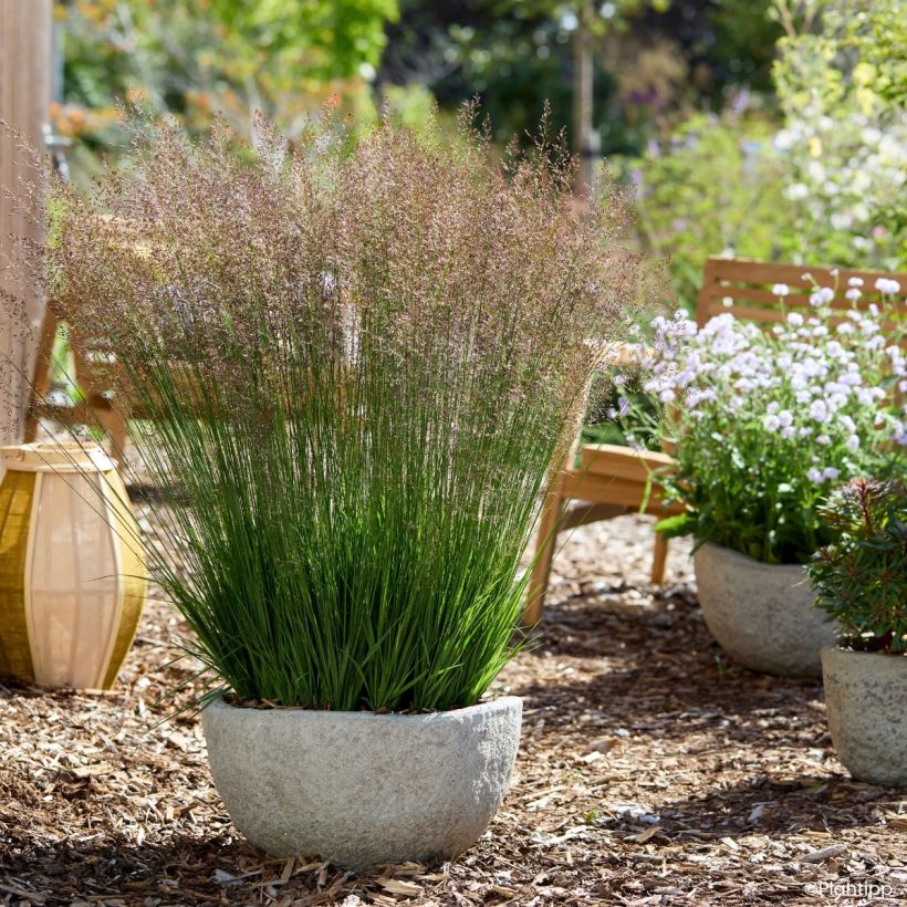 Molinia caerulea Banshee - Boja (Porte)