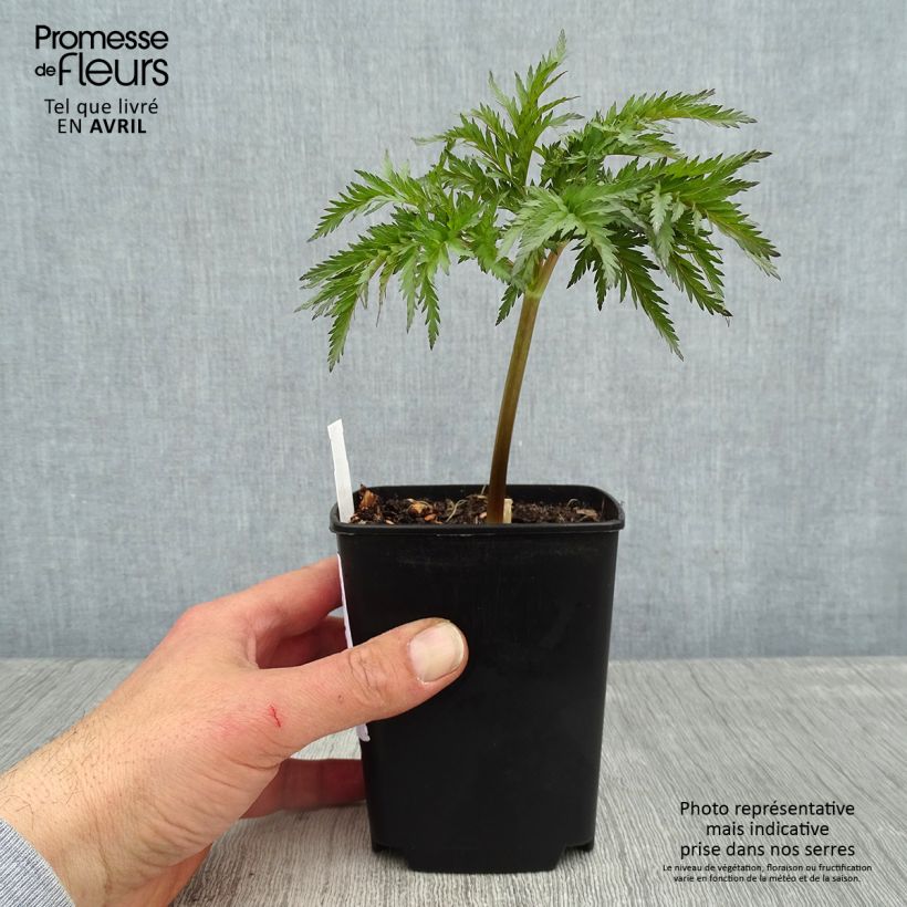 Molopospermum peloponnesiacum - Coscoll Maceta de 8/9 cm Ejemplar entregado en la primavera