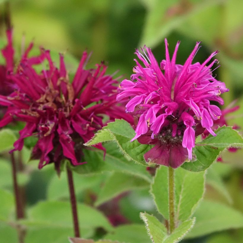 Monarda Bee-True - Bergamota silvestre (Floración)