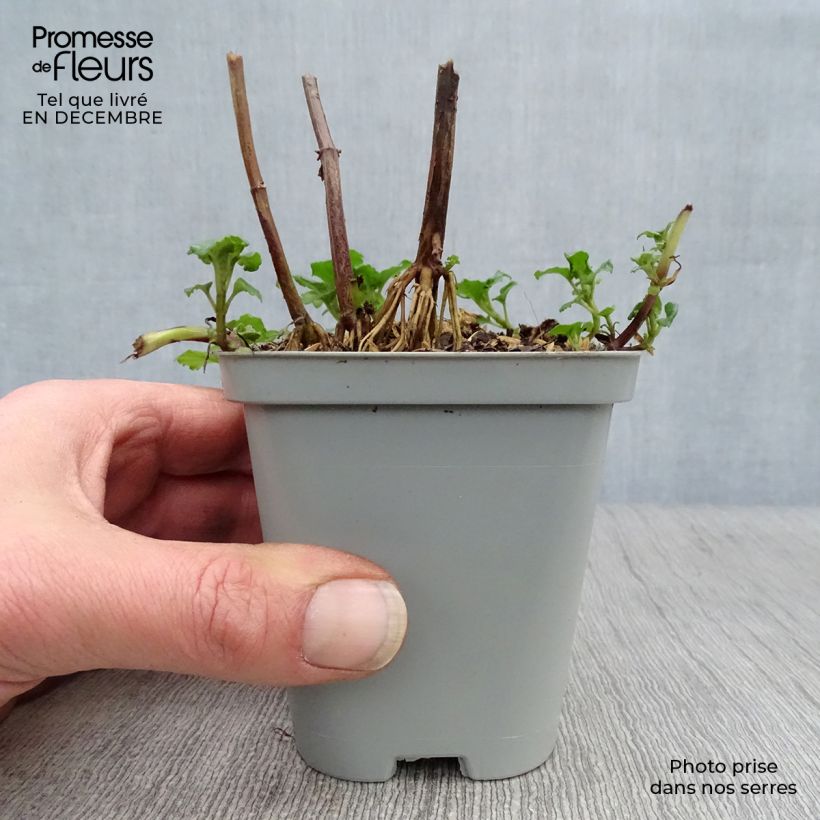 Bergamota silvestre Gardenview Scarlet Maceta de 8/9 cm Ejemplar entregado en invierno