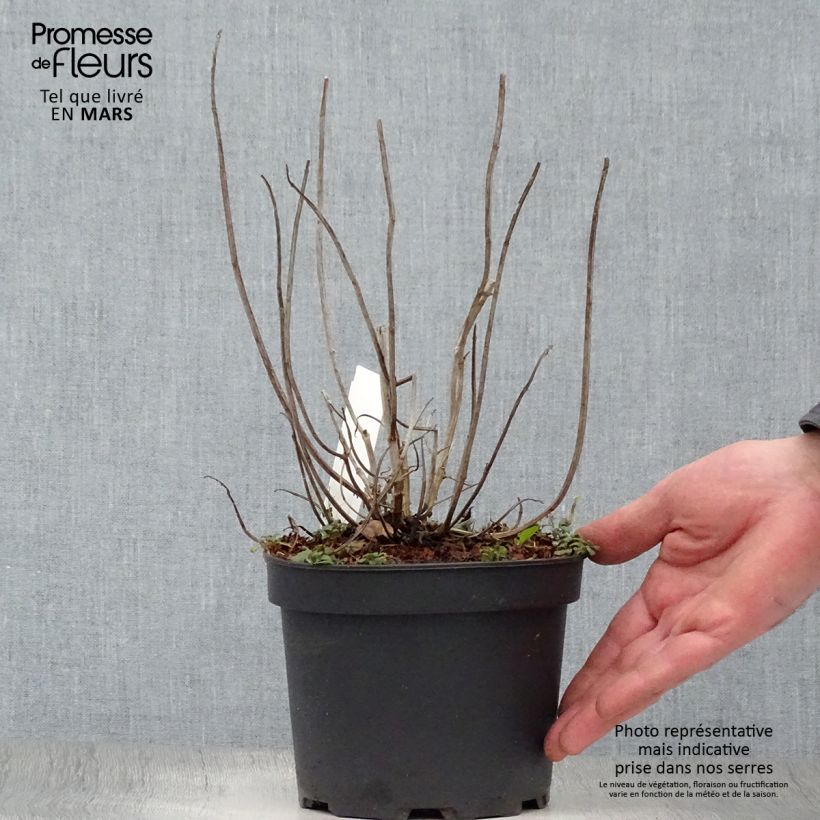 Bergamota silvestre Gardenview Scarlet Maceta 2L/3L Ejemplar entregado en la primavera