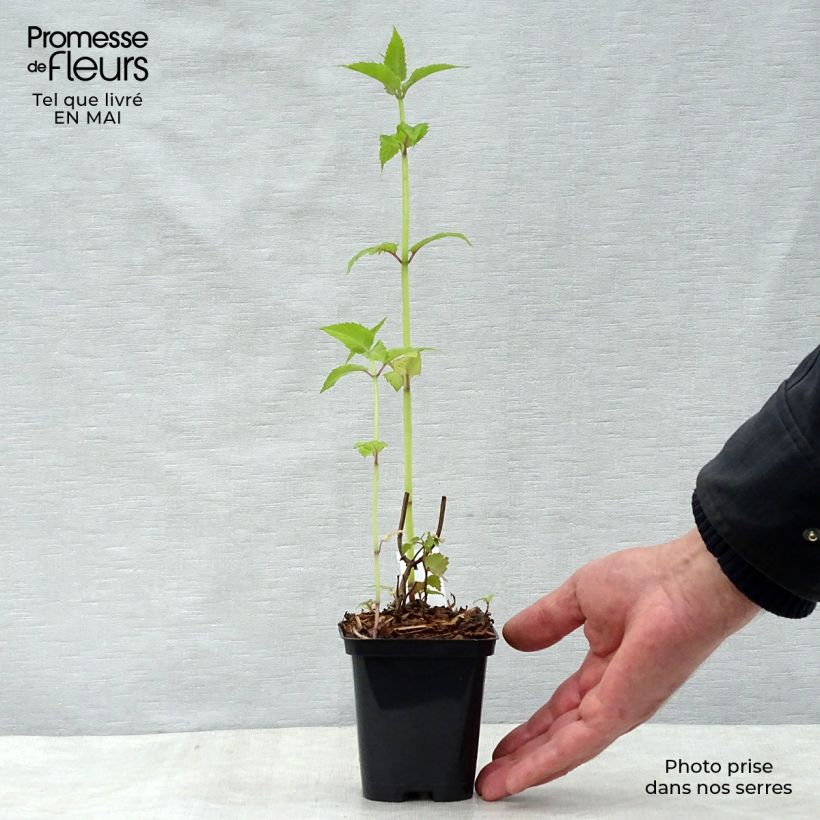 Bergamota silvestre Gardenview Scarlet Maceta de 8/9 cm Ejemplar entregado en la primavera