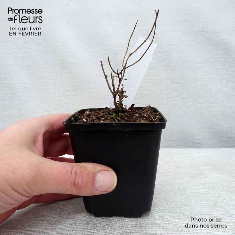 Monarda fistulosa Tetraploid - Bergamota silvestre Maceta de 8/9 cm Ejemplar entregado en invierno